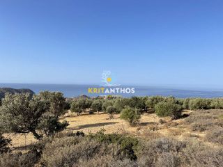 Οικόπεδο 10.000 τ.μ. για πώληση