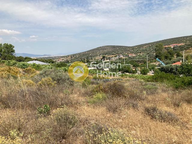 Αγροτεμάχια 6.065 τ.μ. προς πώληση, Βραυρώνα Αττικής