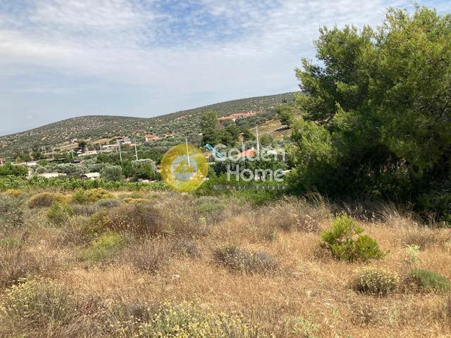 Αγροτεμάχια 6.065 τ.μ. προς πώληση, Βραυρώνα Αττικής
