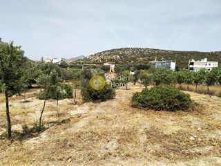Αγροτεμάχια 1.014 τ.μ. για ενοικίαση