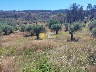 Αγροτεμάχια 2.500 τ.μ. για πώληση