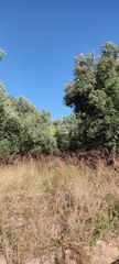 Αγροτεμάχια 578 τ.μ. για πώληση