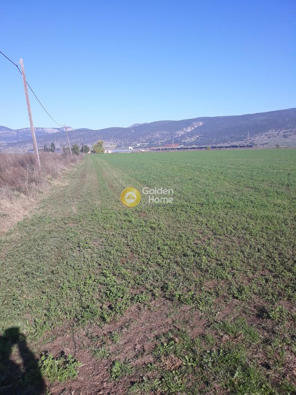 Αγροτεμάχια 33.000 τ.μ. προς πώληση, Προφήτης Ηλίας Χαιρώνειας