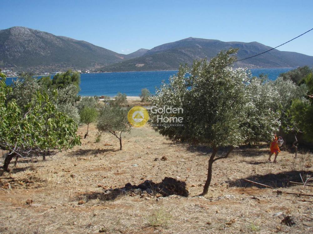 Οικόπεδο 1.800 τ.μ. προς πώληση, Άγιος Δημήτριος Δύστου