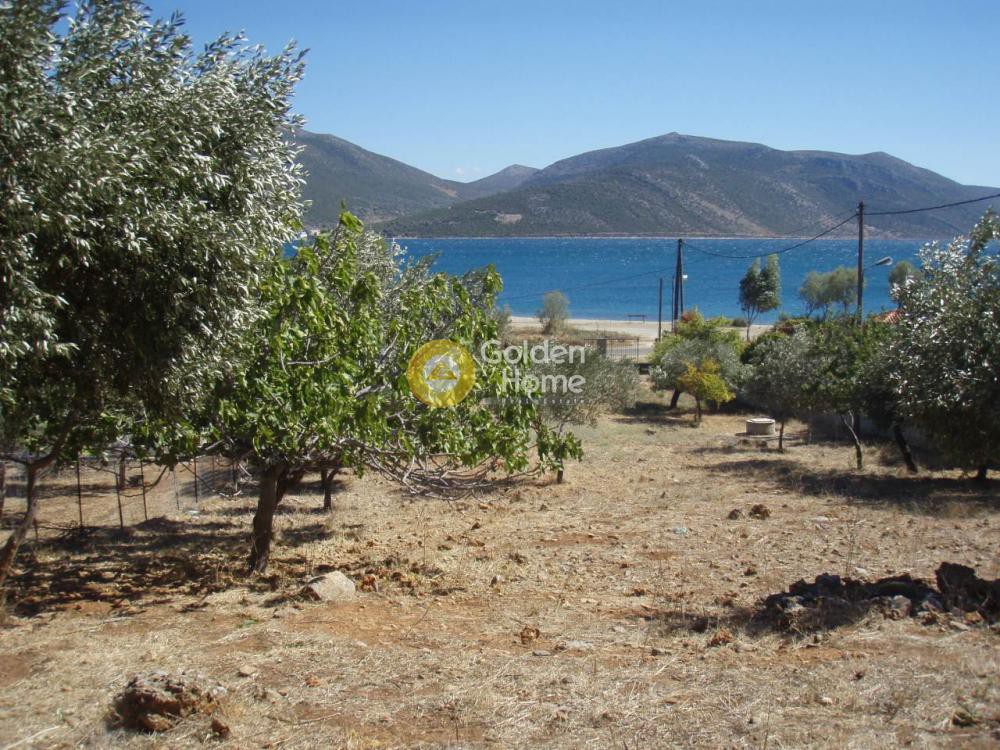 Οικόπεδο 1.800 τ.μ. προς πώληση, Άγιος Δημήτριος Δύστου