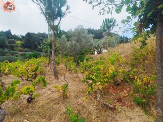Οικόπεδο 1.520 τ.μ. για πώληση, Ν. Σάμου, Σάμος-thumb-8