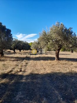 Αγροτεμάχια 5.182τ.μ. για πώληση-Κερατέα » Αρί