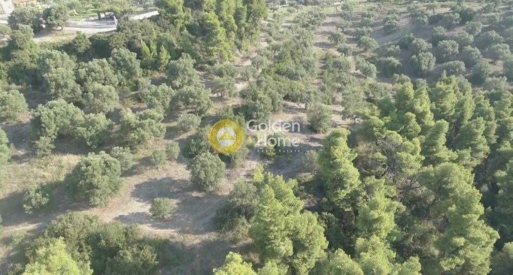 Αγροτεμάχια 9.427 τ.μ. προς πώληση, Καλάνδρα