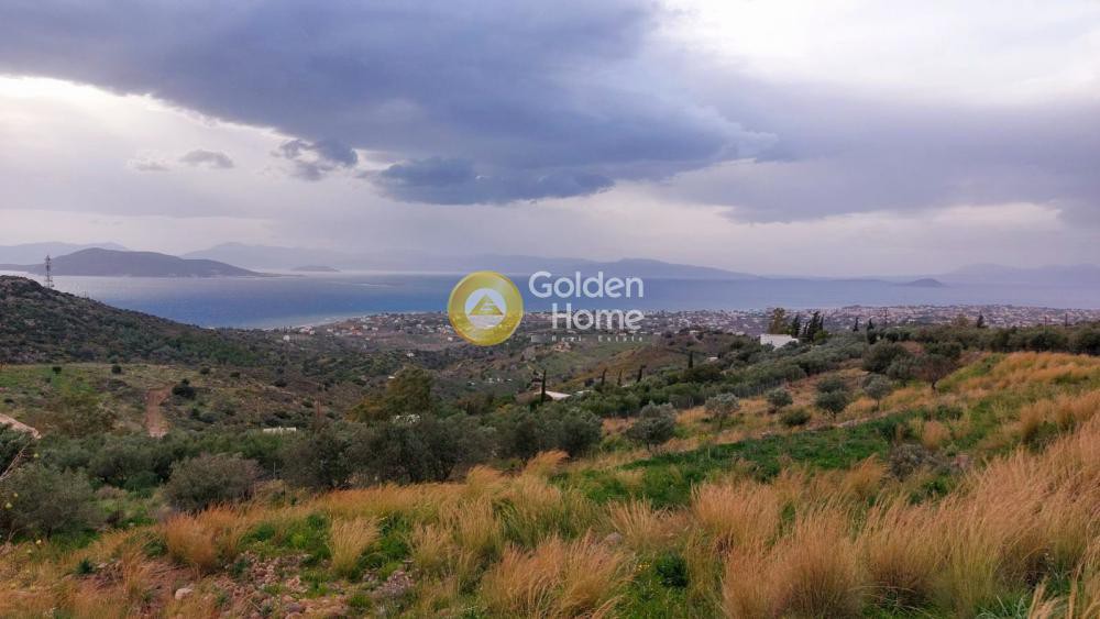 Οικόπεδο 4.650 τ.μ. προς πώληση, Τζίκηδες