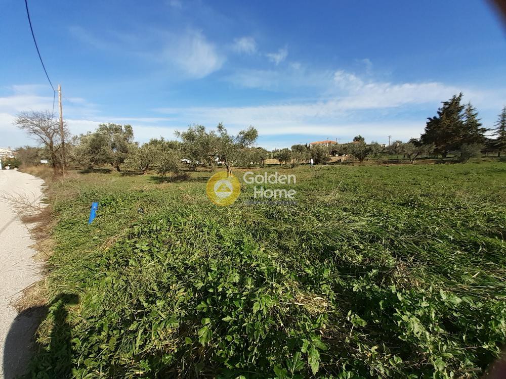 Οικόπεδο 2.368 τ.μ. προς πώληση, Καπανδρίτι Αττικής
