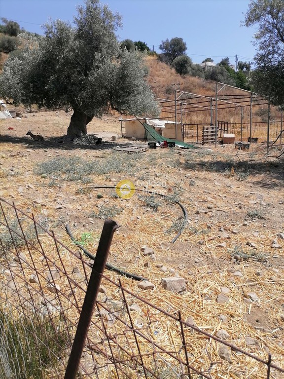 Οικόπεδο 2.500 τ.μ. προς πώληση, Σκούρβουλα