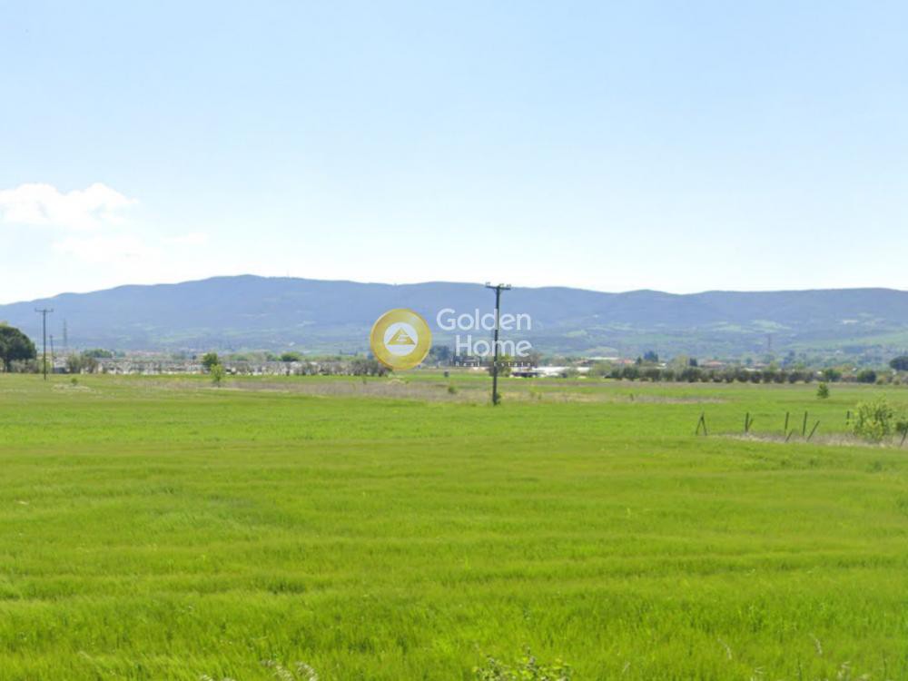 Αγροτεμάχια 6.650 τ.μ. προς πώληση, Κέντρο Βασιλικών