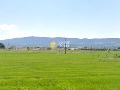 Αγροτεμάχια 6.650τ.μ. για πώληση-Θέρμη » Βασιλικά » Κέντρο