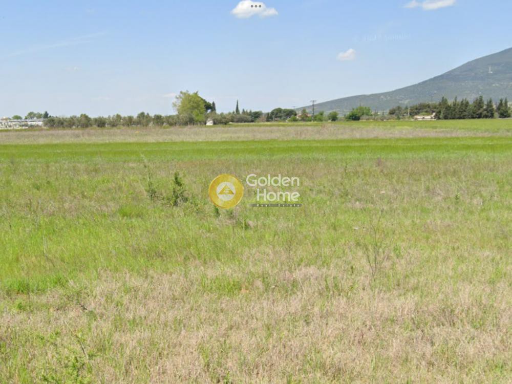 Αγροτεμάχια 6.650 τ.μ. προς πώληση, Κέντρο Βασιλικών