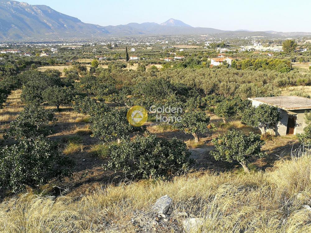 Αγροτεμάχια 10.000 τ.μ. προς πώληση, Ποσειδωνία Κορίνθου