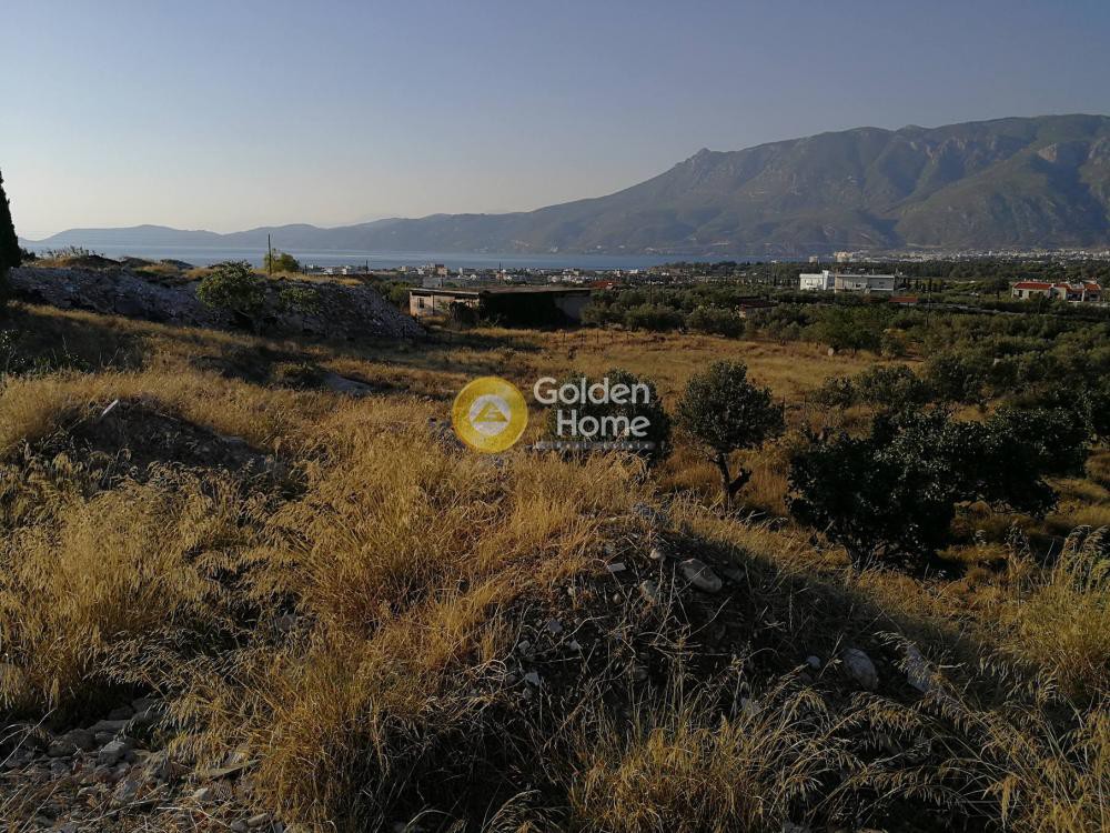 Αγροτεμάχια 10.000 τ.μ. προς πώληση, Ποσειδωνία Κορίνθου