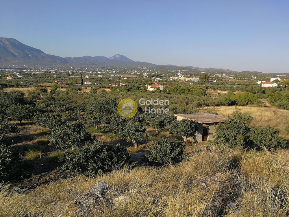 Αγροτεμάχια 10.000 τ.μ. προς πώληση, Ποσειδωνία Κορίνθου