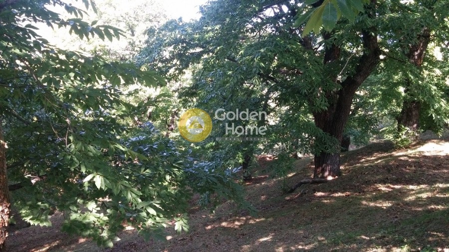 Οικόπεδο 14.295 τ.μ. πρός πώληση, Μαγνησία, Μούρεσι