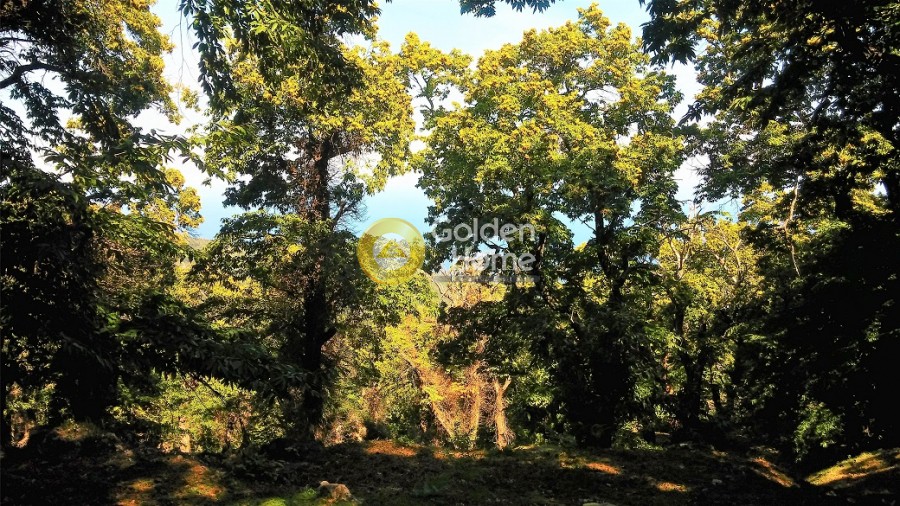 Οικόπεδο 14.295 τ.μ. πρός πώληση, Μαγνησία, Μούρεσι