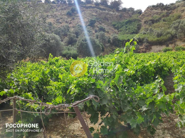 Οικόπεδο 7.500 τ.μ. προς πώληση, Σταυράκια