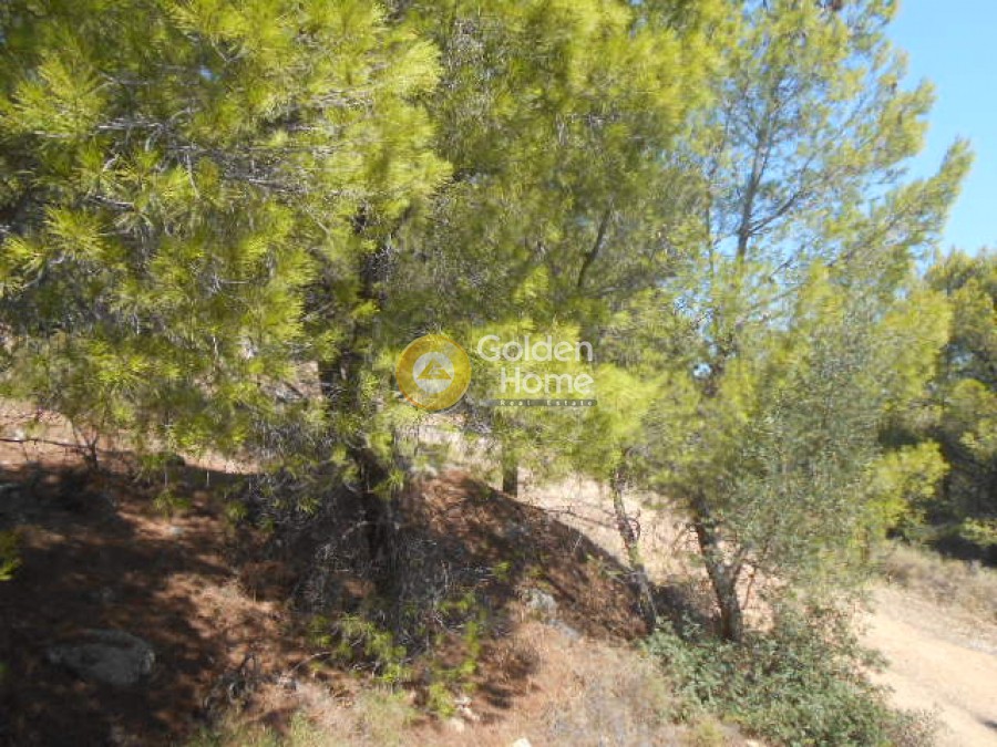 Οικόπεδο 1.050 τ.μ. προς πώληση, Ήμερος Πεύκος