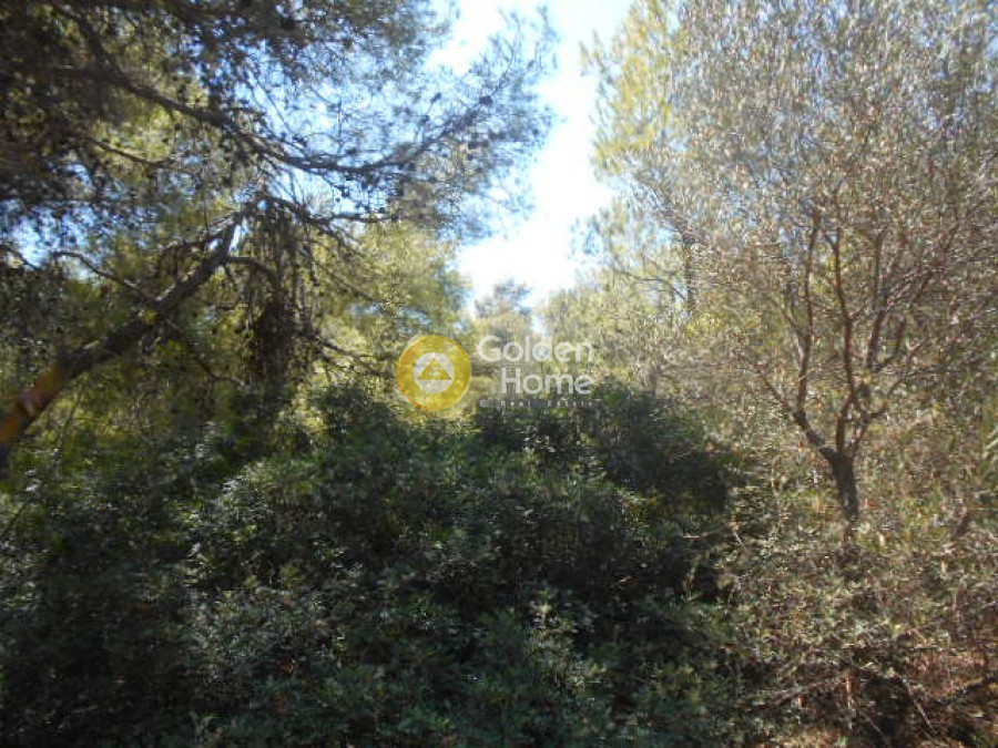 Οικόπεδο 1.050 τ.μ. προς πώληση, Ήμερος Πεύκος