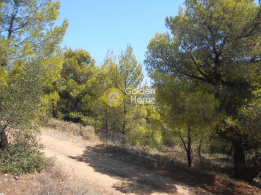 Οικόπεδο 1.050 τ.μ. προς πώληση, Ήμερος Πεύκος