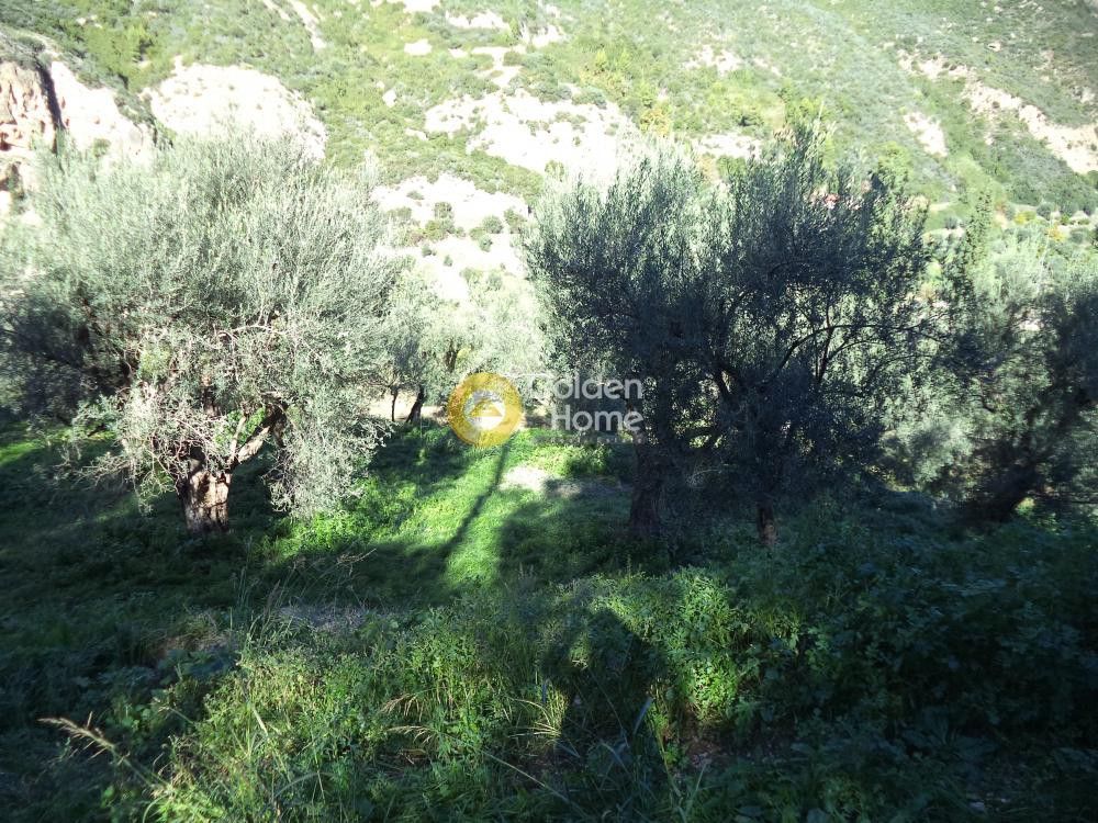 Αγροτεμάχια 650 τ.μ. προς πώληση, Άγιος Ανδρέας Αιγίου