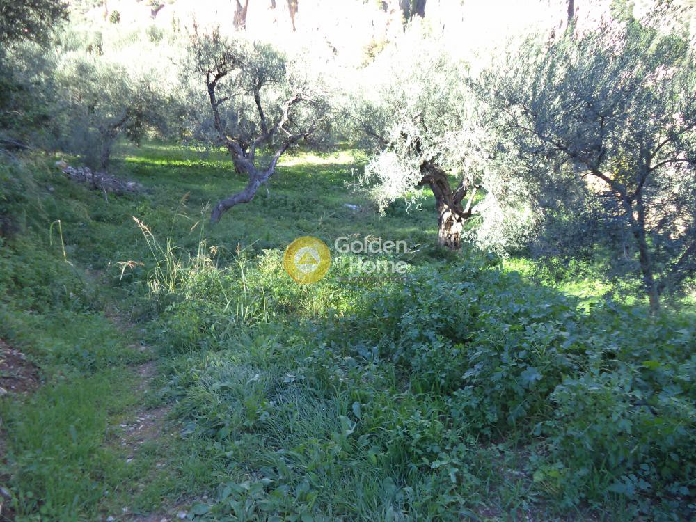 Αγροτεμάχια 650 τ.μ. προς πώληση, Άγιος Ανδρέας Αιγίου
