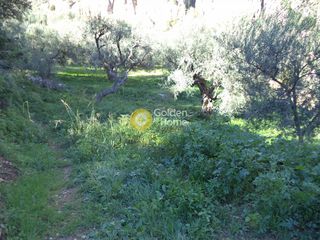 Αγροτεμάχια 650 τ.μ. προς πώληση, Άγιος Ανδρέας Αιγίου-thumb-4