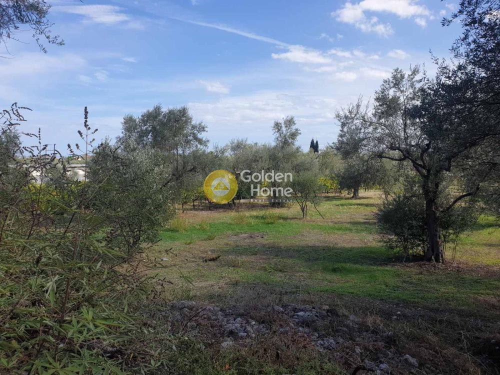 Οικόπεδο 2.300 τ.μ. προς πώληση, Λαπαναγοί