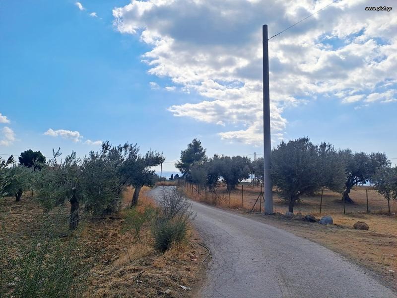 Οικόπεδο 4.982 τ.μ. προς πώληση, Σηπιάδα Λίμνης