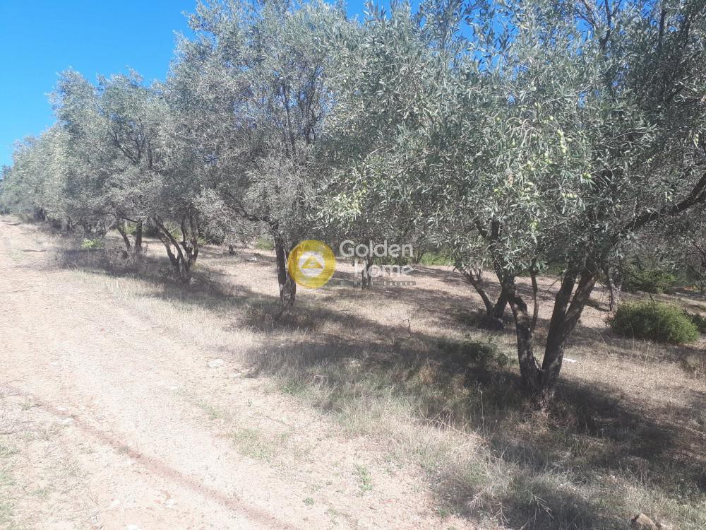 Οικόπεδο 36.000 τ.μ. προς πώληση, Αγριλιά Λαμίας