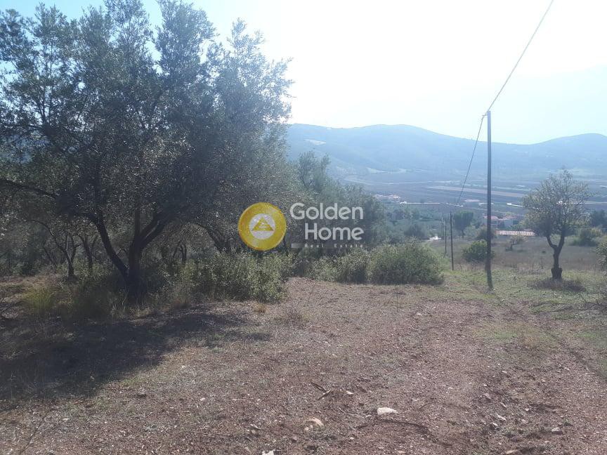 Οικόπεδο 36.000 τ.μ. προς πώληση, Αγριλιά Λαμίας
