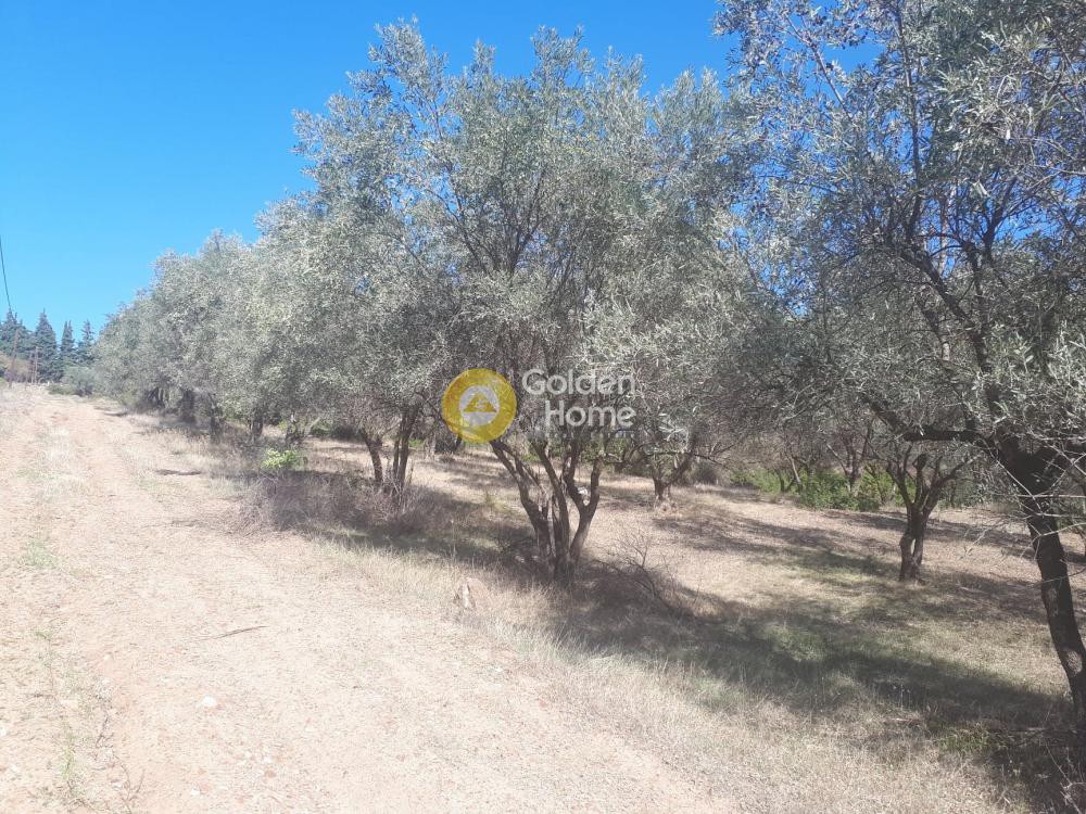 Οικόπεδο 36.000 τ.μ. προς πώληση, Αγριλιά Λαμίας