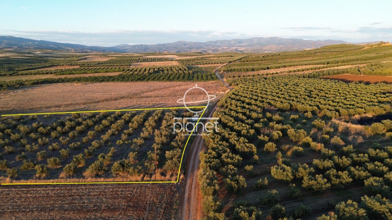 Αγροτεμάχια 13.350 τ.μ. προς πώληση, Πορταριά Μουδανιών