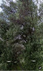Αγροτεμάχια 3.100 τ.μ. για πώληση, Ν. Σάμου, Σάμος-thumb-1