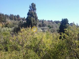 Οικόπεδο 4.000 τ.μ. προς πώληση, Χώρα Άνδρου-thumb-2