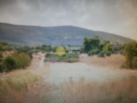 Αγροτεμάχια 7.106τ.μ. για πώληση-Ωρωπός » Κάμπος ωρωπού