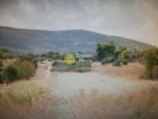 Αγροτεμάχια 7.106 τ.μ. για πώληση