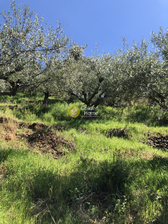 Αγροτεμάχια 9.500 τ.μ. προς πώληση, Μενινά