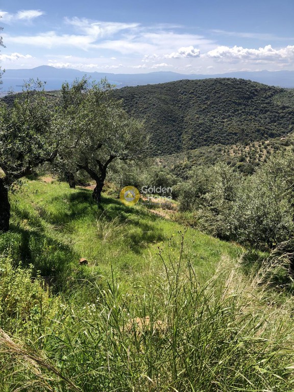 Αγροτεμάχια 9.500 τ.μ. προς πώληση, Μενινά