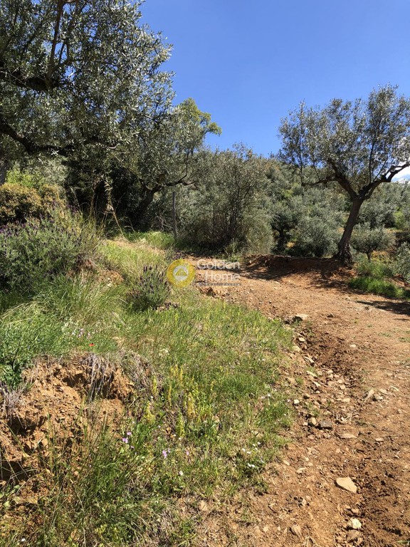 Αγροτεμάχια 9.500 τ.μ. προς πώληση, Μενινά