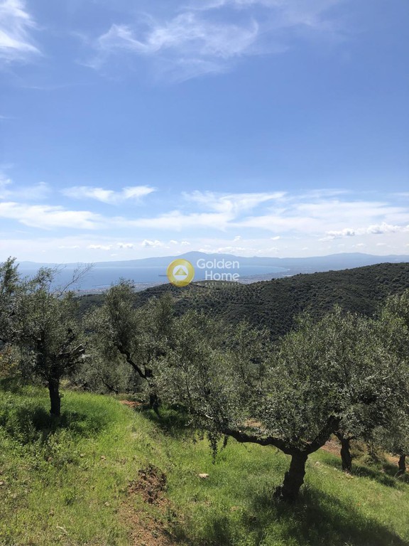 Αγροτεμάχια 9.500 τ.μ. προς πώληση, Μενινά