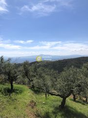 Αγροτεμάχια 9.500 τ.μ. για πώληση