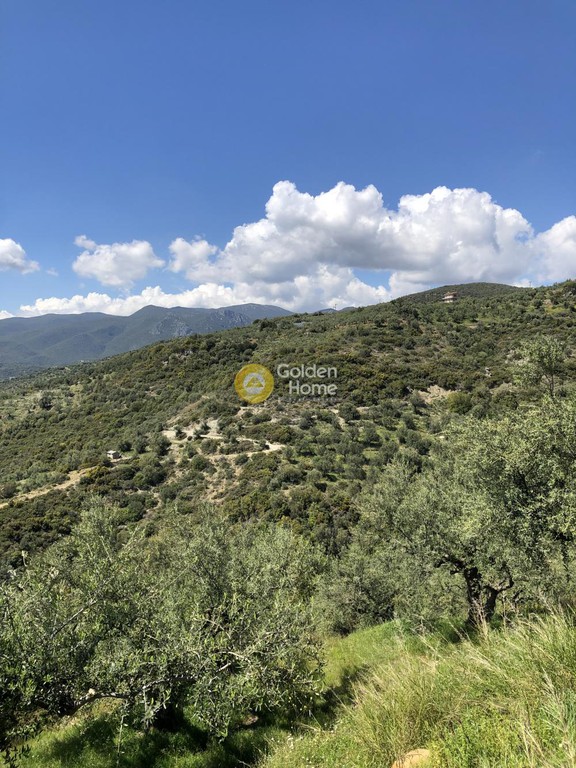 Αγροτεμάχια 9.500 τ.μ. προς πώληση, Μενινά