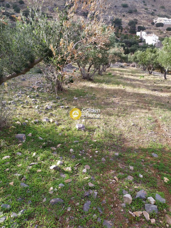 Αγροτεμάχια 2.500 τ.μ. προς πώληση, Μαυρικιανό