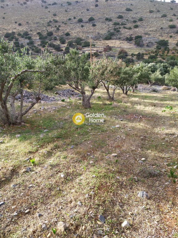 Αγροτεμάχια 2.500 τ.μ. προς πώληση, Μαυρικιανό