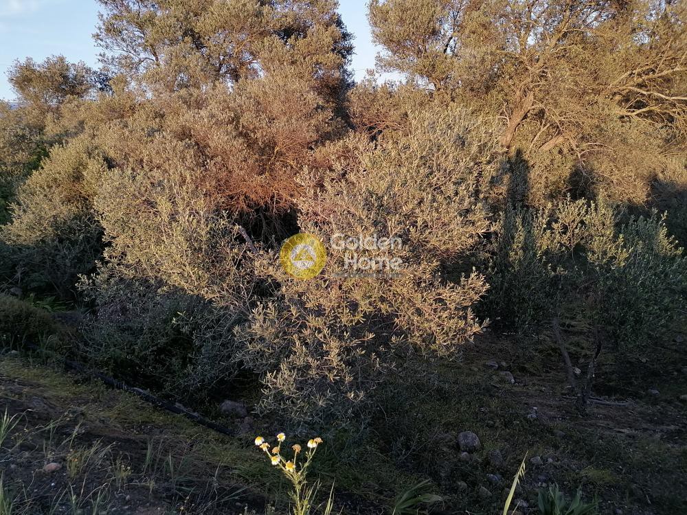 Οικόπεδο 1.800 τ.μ. προς πώληση, Φανερωμένη Τυμπακίου