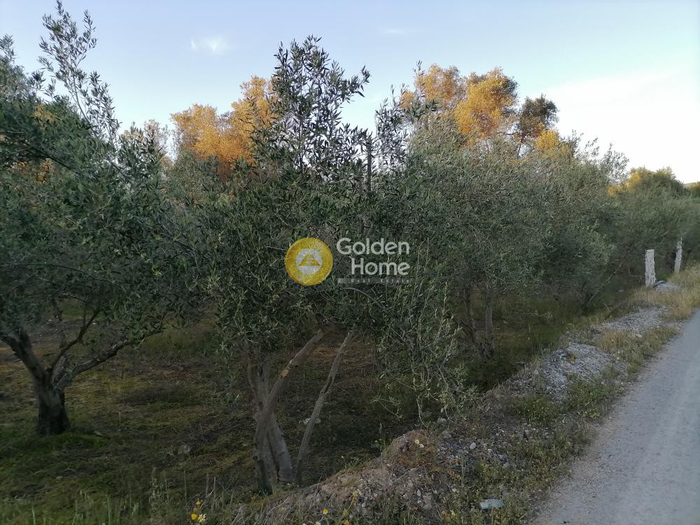 Οικόπεδο 1.800 τ.μ. προς πώληση, Φανερωμένη Τυμπακίου